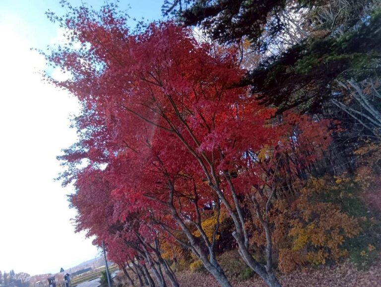 山中湖に行きました。