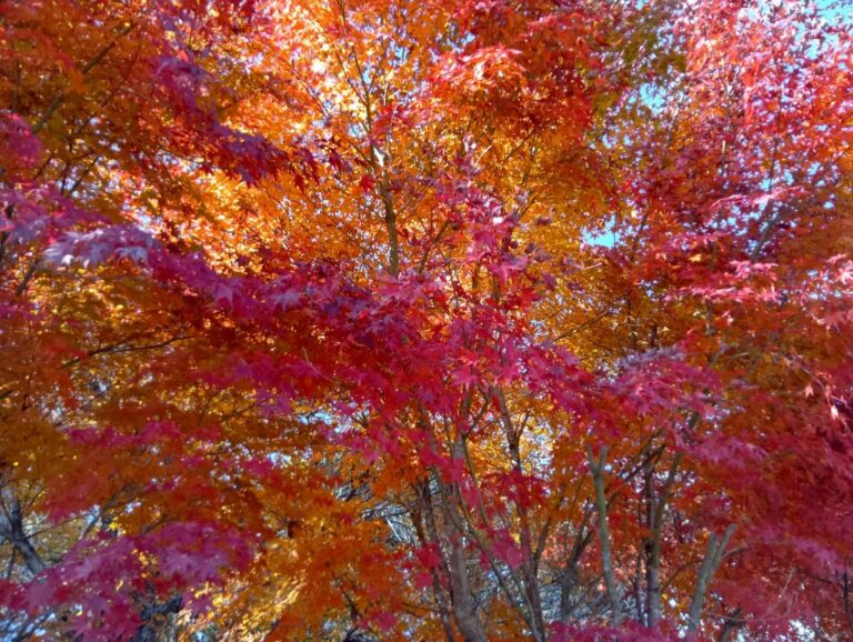 山中湖に行きました。