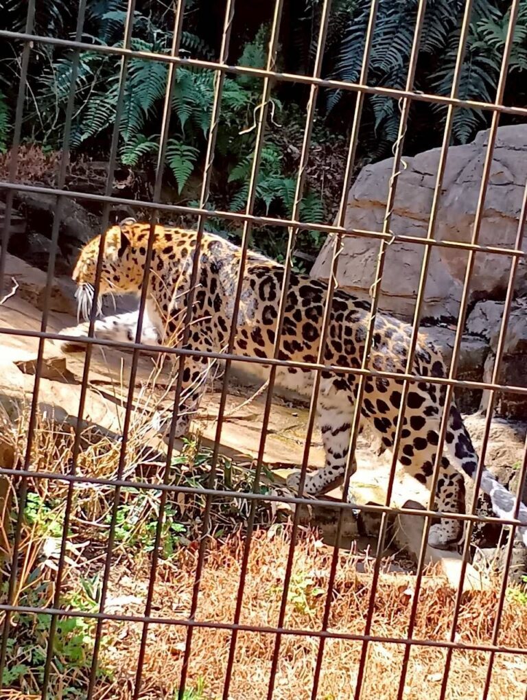 🦁 3月7日：よこはま動物園ズーラシアへ行ってきました！
